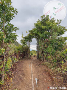 大自然手工 • 植物拱門《貳》