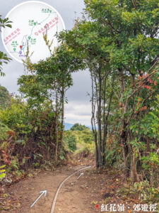 大自然手工 • 植物拱門《叄》