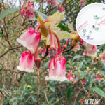 紅花嶺郊遊徑 • 吊鐘花《叄》