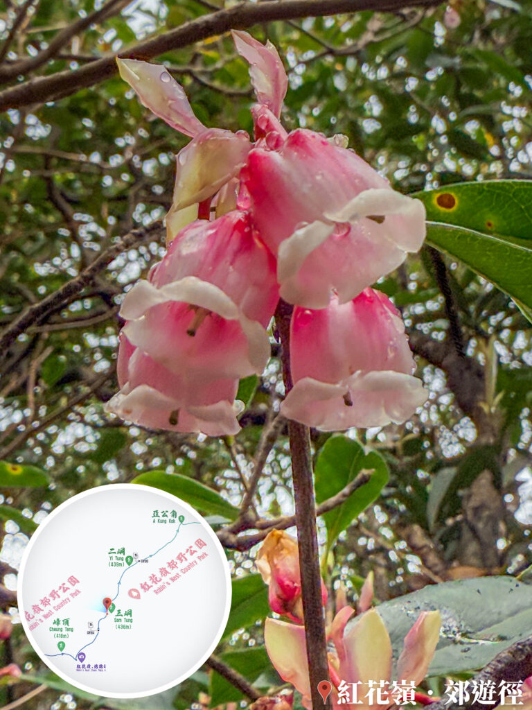 紅花嶺郊遊徑 • 吊鐘花《肆》