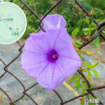 槭葉牽牛