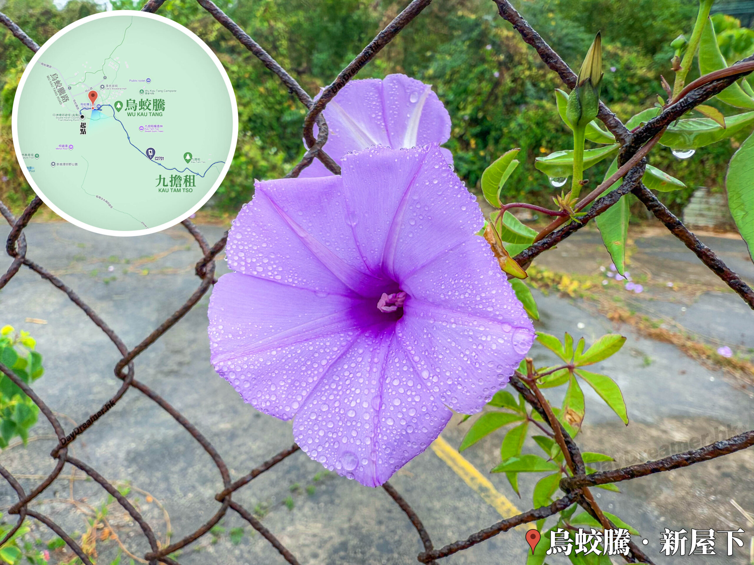 槭葉牽牛