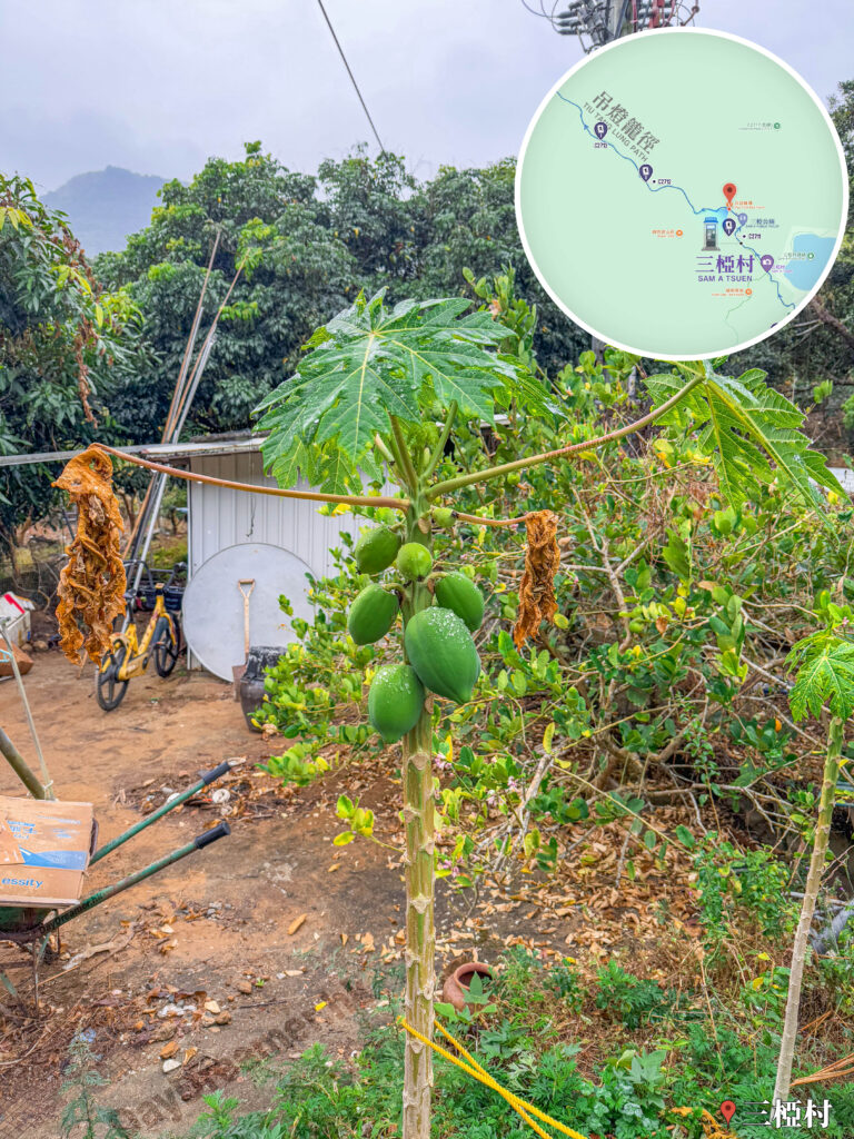 三椏村《木瓜樹》