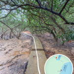 荔枝窩 • 白角灣《海漆林隧道》