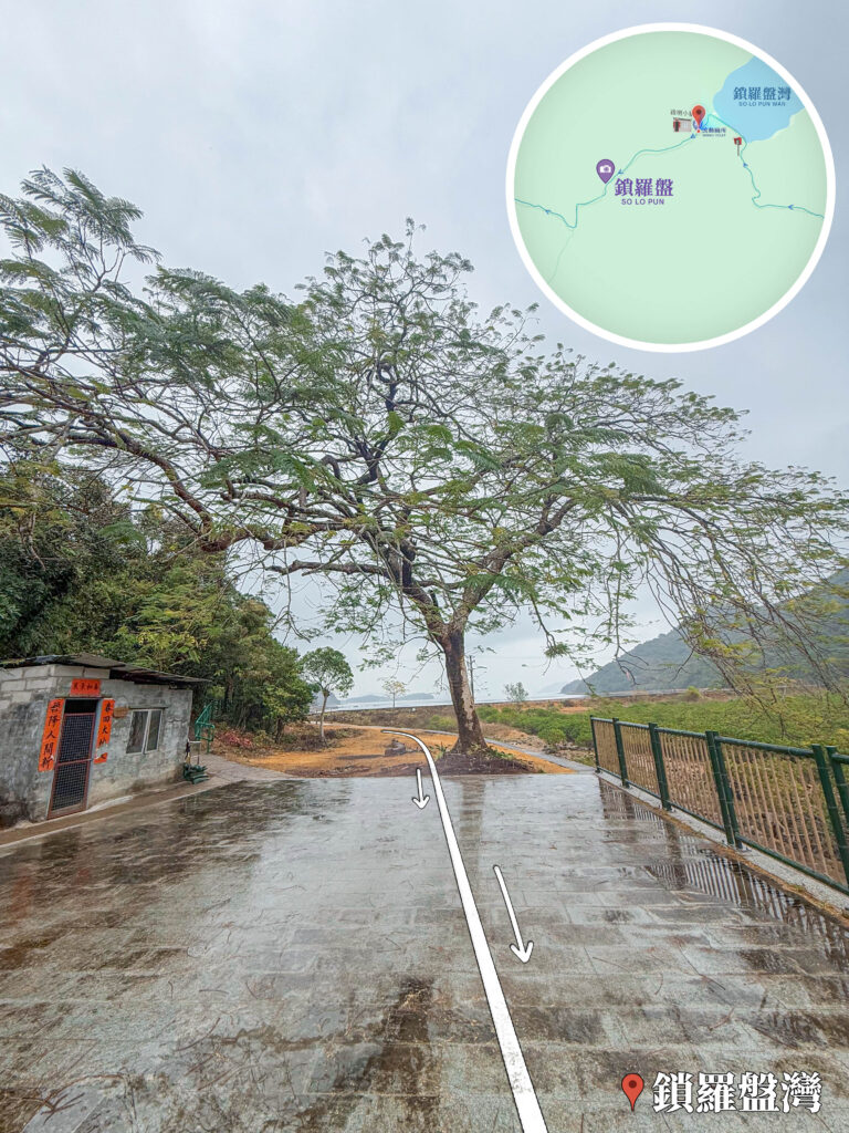 鎖羅盆灣《鳳凰木》