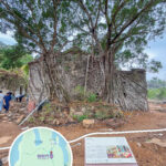 Yung Shue Au Village, Massive Chinese Banyan | 01