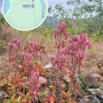 榕樹凹村《燈籠草 • 落地生根》