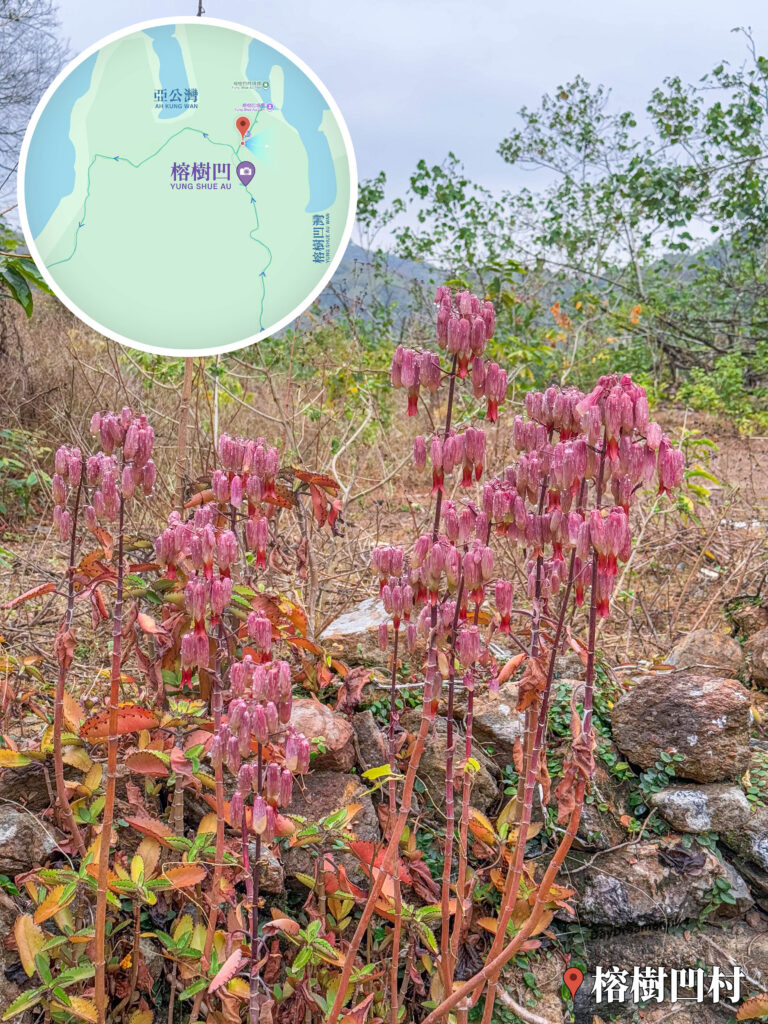 榕樹凹村《燈籠草 • 落地生根》