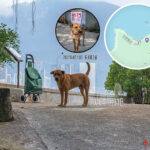 Kuk Po, Chung Kee Store | 🐶 Ah Wong
