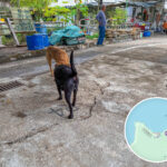 Kuk Po, Chung Kee Store | 🐶 Ah Wong and Ah Black