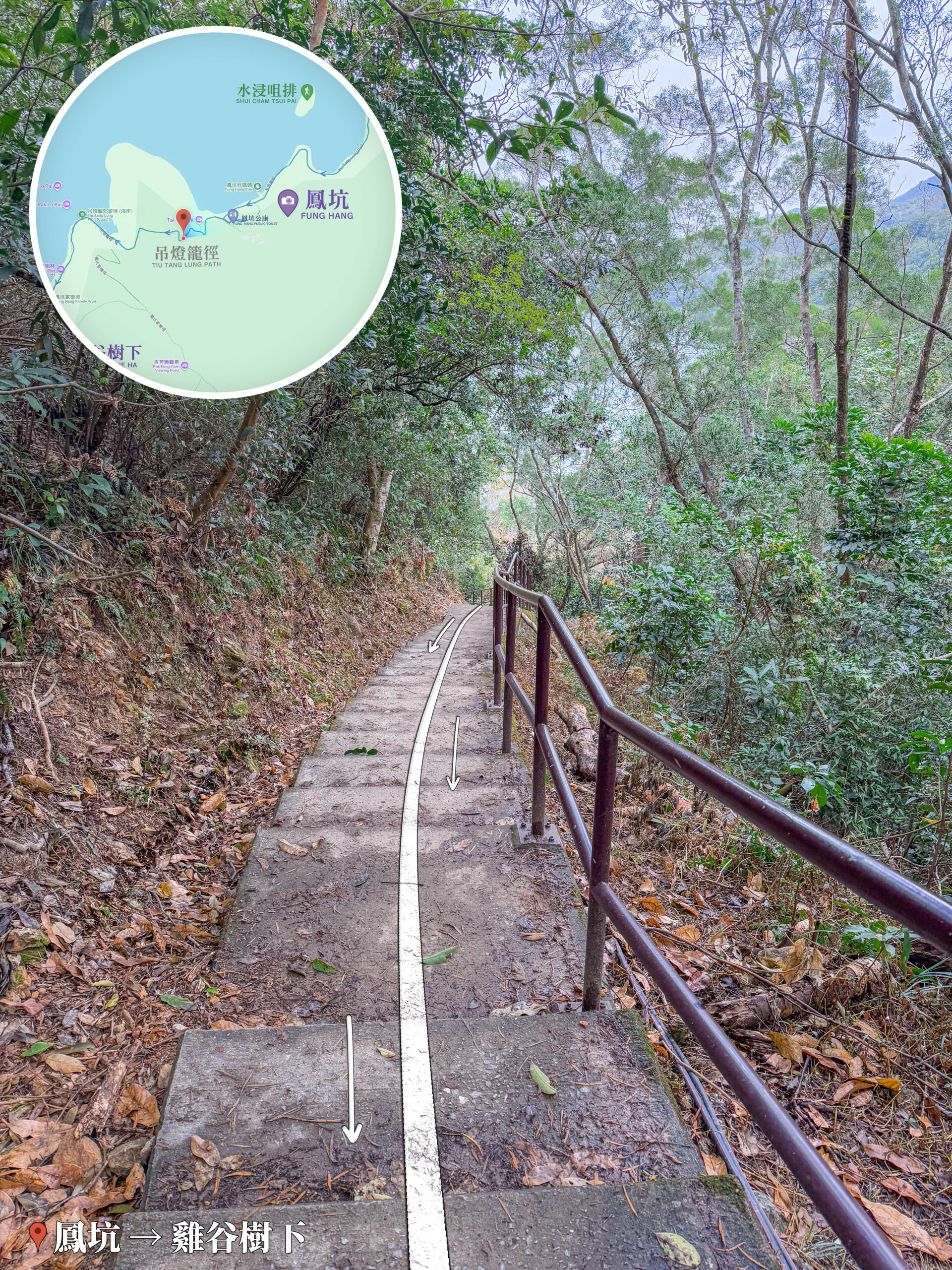 鳳坑－鹿頸徑《林蔭大道》